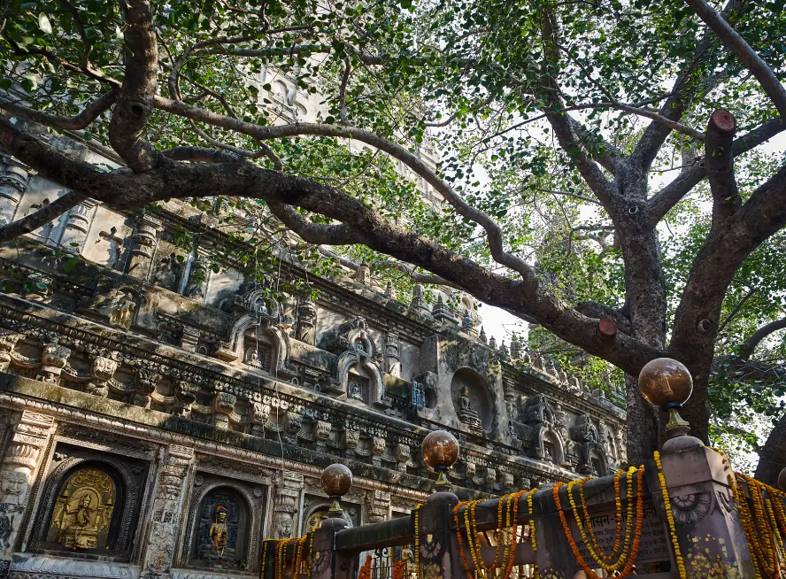 Buddhist Circuit Tourist Train Tour